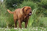 DOGUE DE BORDEAUX 296